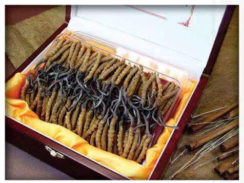 银州冬虫夏草回收